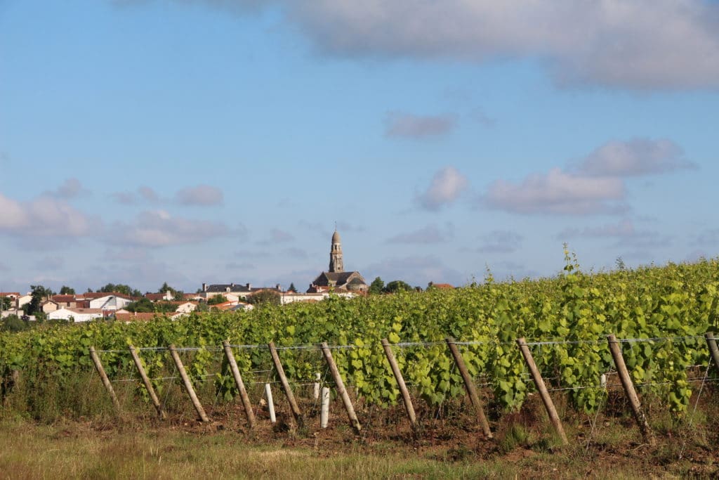 Vignoble de Nantes
