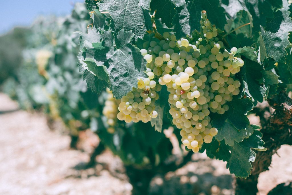 Vignoble de Nantes - lieux de prestations